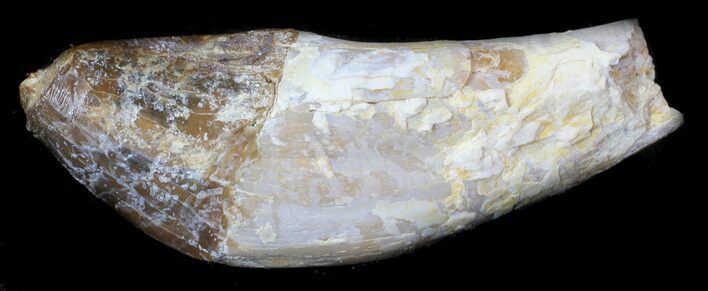 Archaeocete (Primitive Whale) Tooth - Basilosaur #36141